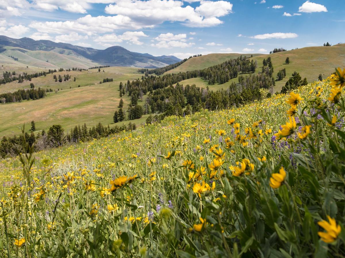 Wildflower meadows bloom across rolling hills in Yellowstone National Park, with green forests and mountain ridges in the distance. It’s a perfect spot for hiking, photography, and enjoying untouched nature.