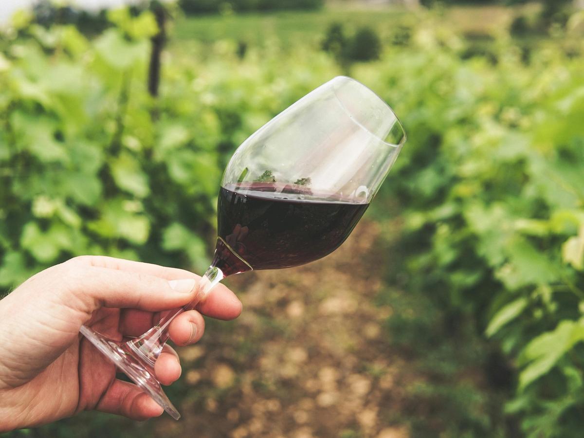 A hand holds a glass of red wine against the backdrop of a lush vineyard in Charlottesville. The vines stretch into the distance, capturing the charm of Virginia wine country.