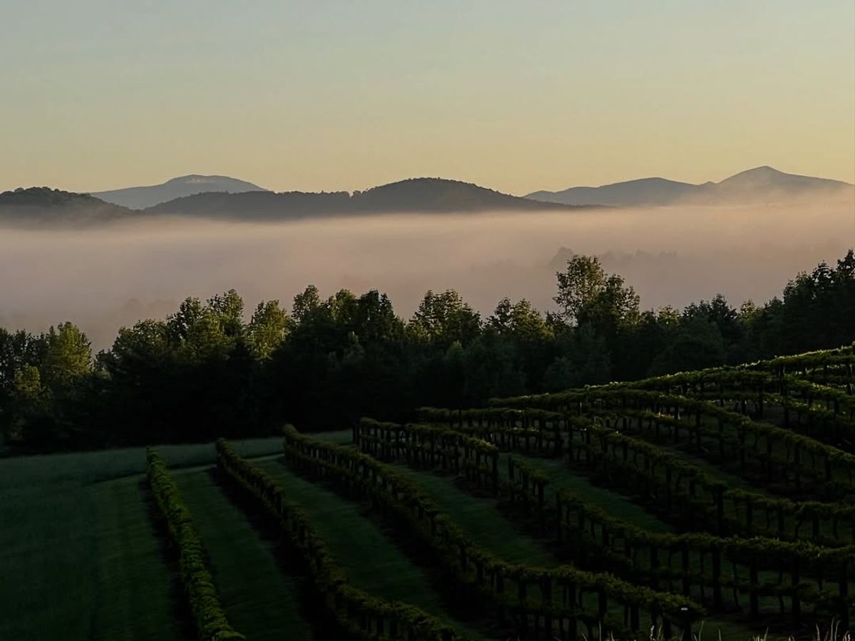 Rolling vineyard rows sit beneath a soft morning fog with mountain peaks in the distance. Chattooga Belle Farm is the perfect place for sipping wine with a view.