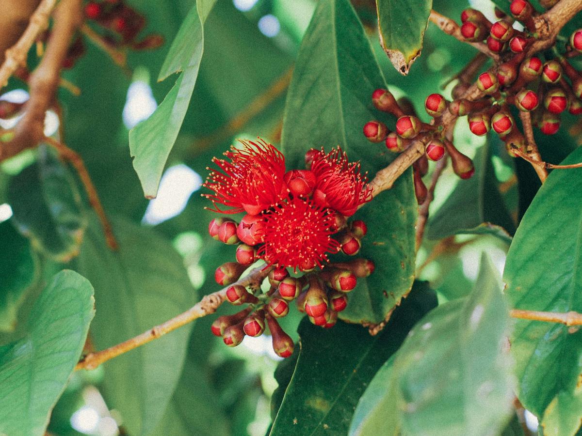 Red flower before bloom from a Hawaiian garden with green leaves surrounding it