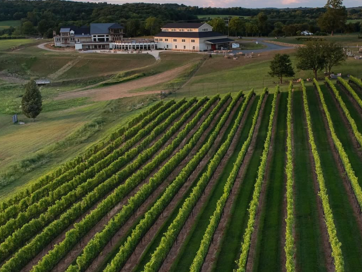 Rows of grapes at winery with building in the background and sun setting on the building