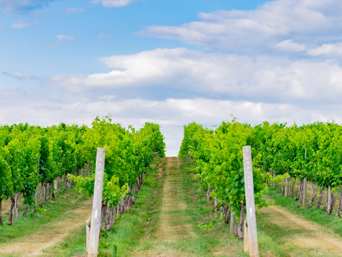 Vineyards in Charlottesville, Virginia