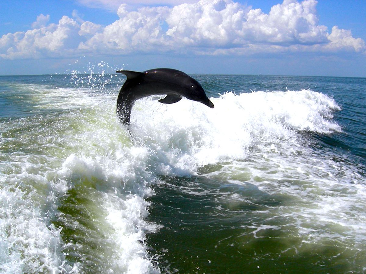 Dolphin jumping out of water seen from Anna Maria Island Dolphin Cruise