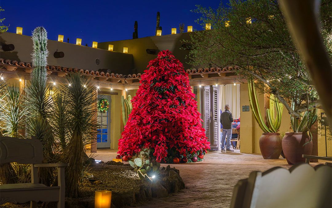 A dazzling poinsettia Christmas tree glows under the desert night sky at a cactus garden. Soft lantern light and festive decorations create a magical holiday atmosphere.