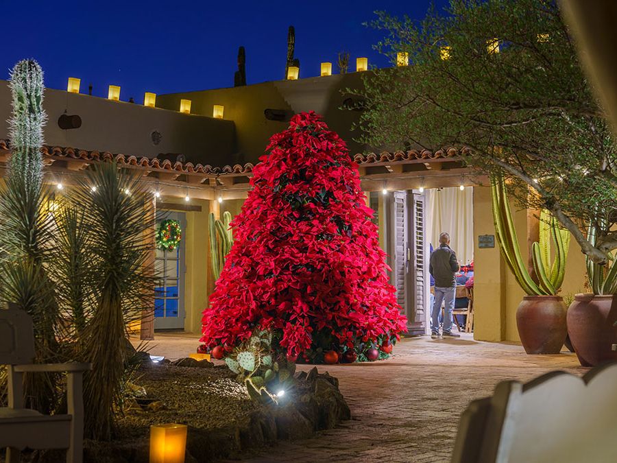 A dazzling poinsettia Christmas tree glows under the desert night sky at a cactus garden. Soft lantern light and festive decorations create a magical holiday atmosphere.