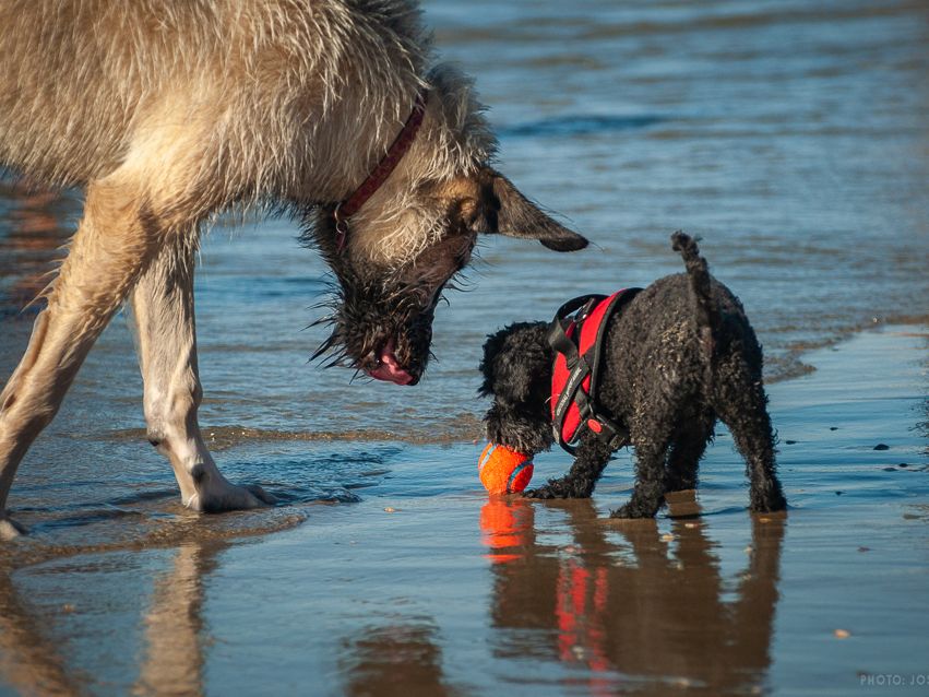 Two dogs play together in the shallow surf at Ocean Beach Dog Beach, one carrying a bright orange ball. It’s a joyful moment that highlights the carefree spirit of San Diego’s popular dog-friendly shoreline.