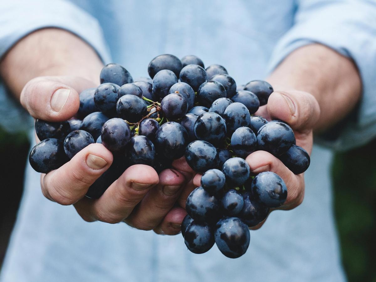Man holding grapes in his two hands
