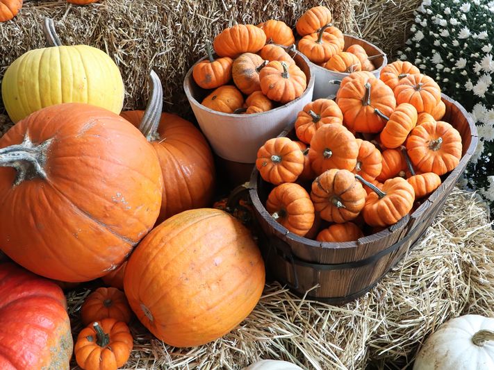 Pumpkins and Hay Bales at Pumpkin Patch