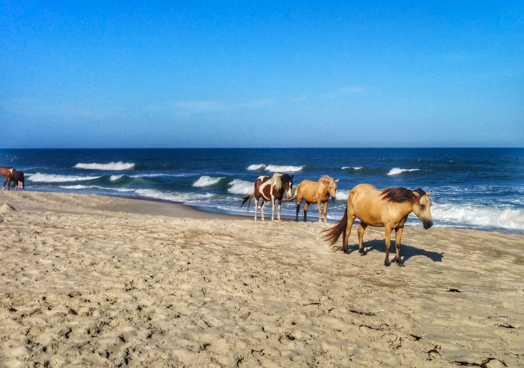 Wild ponies on the beach on Chincoteague Island