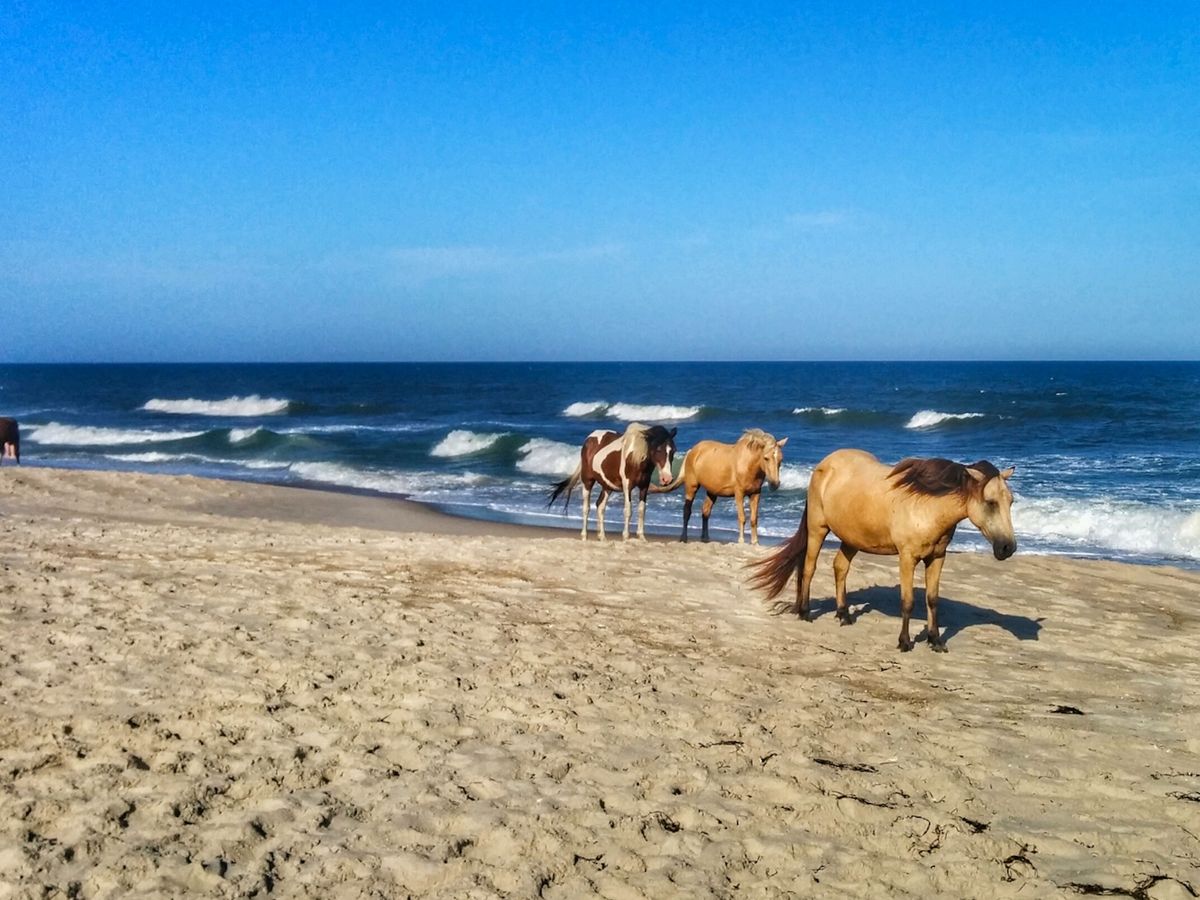 Wild ponies on the beach on Chincoteague Island