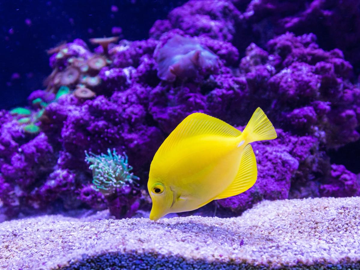 Bright yellow fish with purple background in aquarium