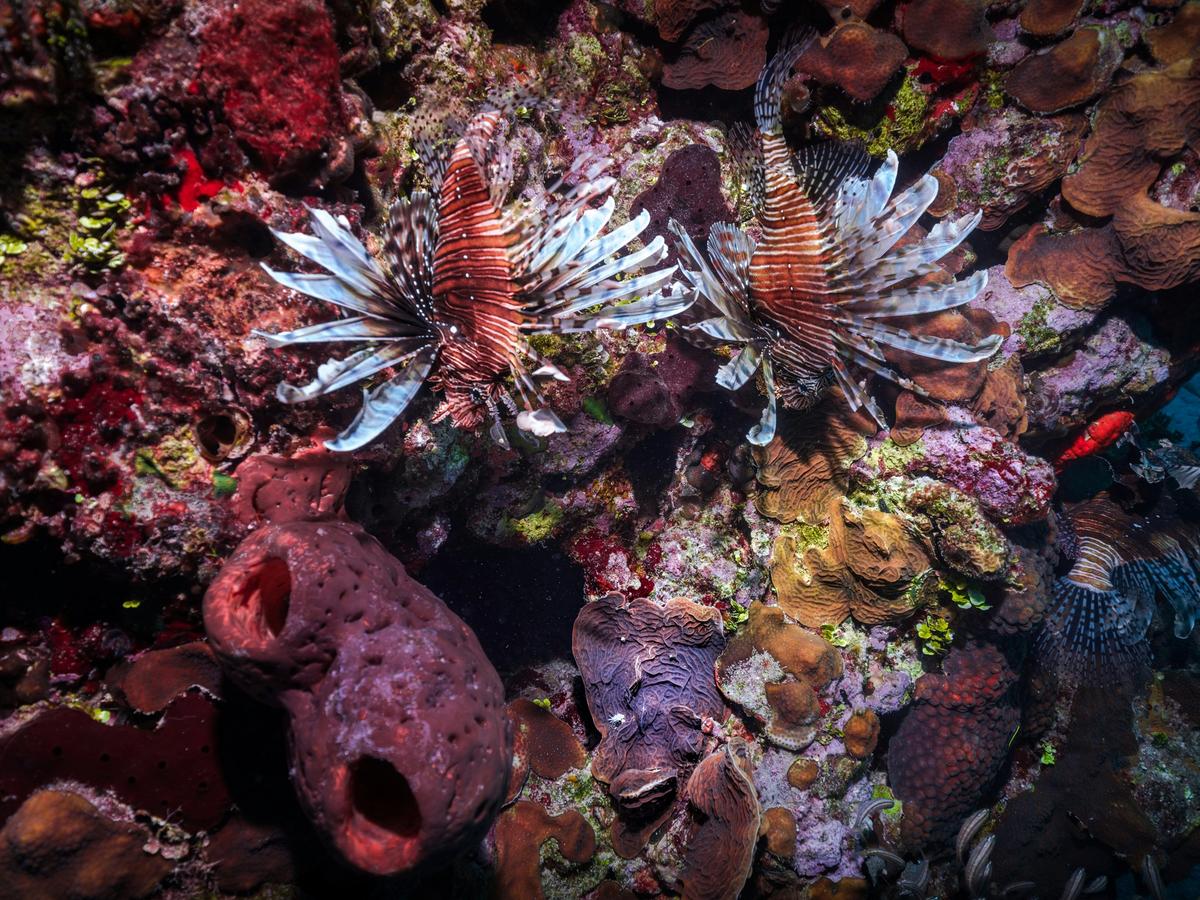 Ocean reef in the Bahamas with coloral coral and Lionfish
