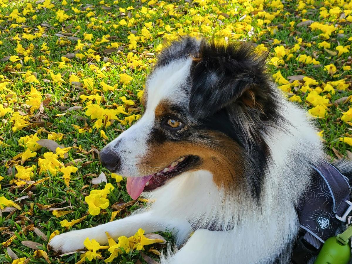australian shepherd with brown, black, grey, and white fur on yellow flowers in park