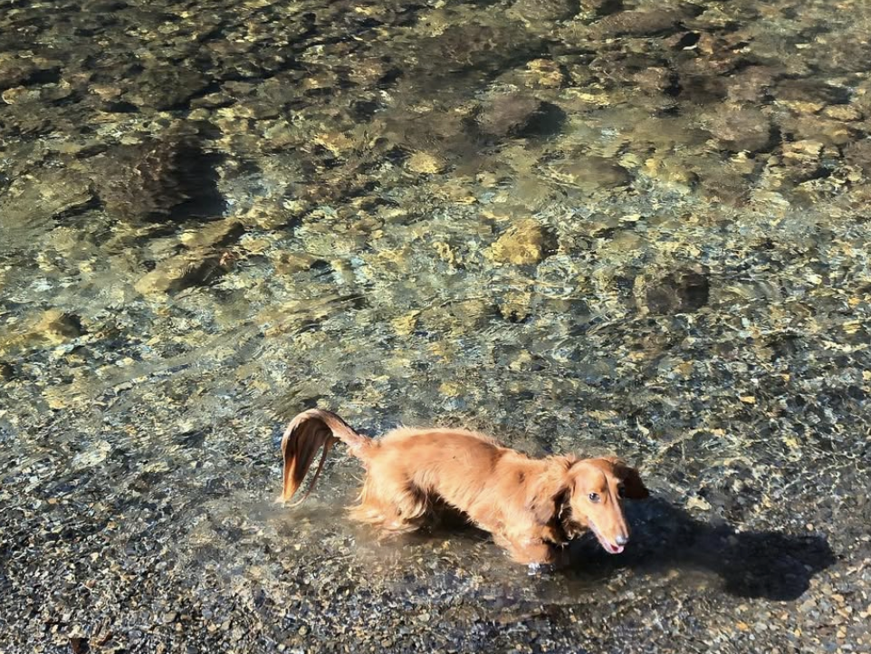 A long-haired dachshund stands in a shallow, crystal-clear creek with a rocky bottom, enjoying the cool water on a sunny day.