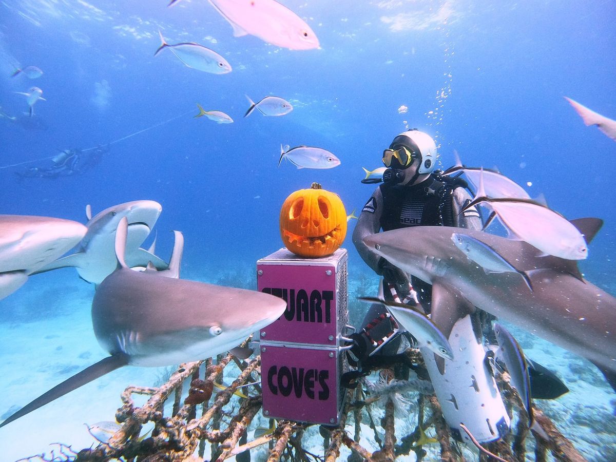 Divers underwater during a guided shark dive experience in The Bahamas. Professional tour operators make it safe and exciting to explore marine life up close. This is one of the most unforgettable ocean adventures on the islands.