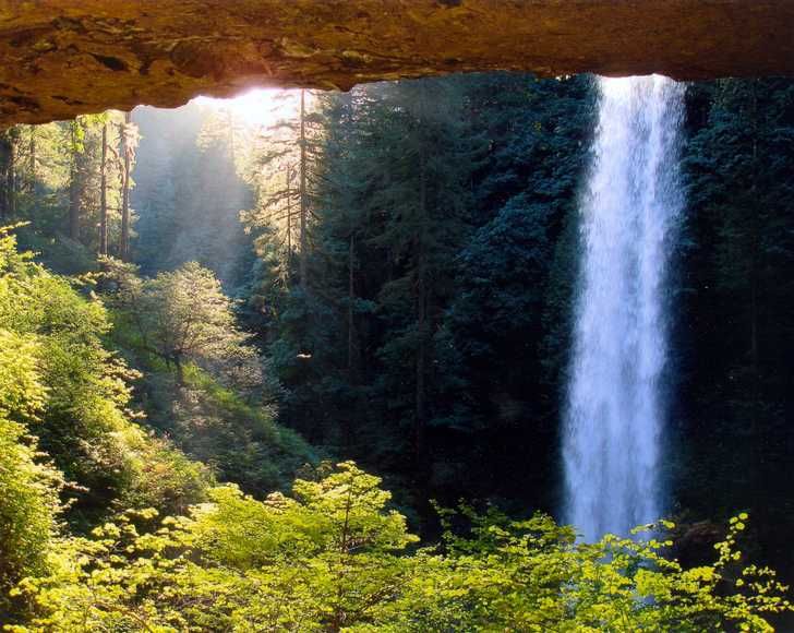 A tall waterfall drops into a bright green forest at Silver Falls State Park. Sunlight shines through the trees, giving the whole scene a soft, peaceful glow. It feels like a hidden viewpoint deep in nature.