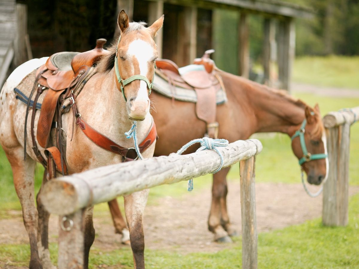 Two Horses with Saddles On At Colorado Ranch