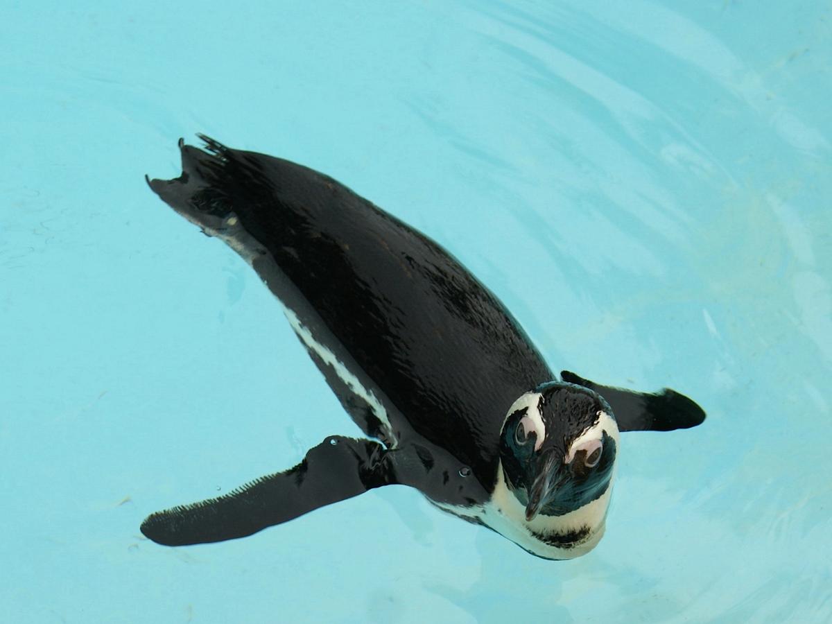 A Blackfoot Penguin At Gulfarium Marine Adventure Park Destin Florida