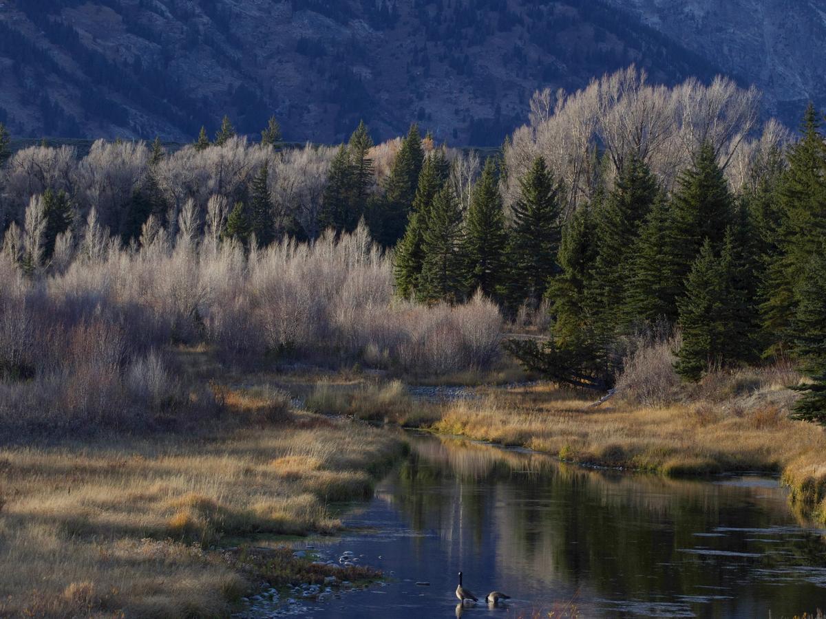 A peaceful stream winds through a frosty meadow and forest, with two geese floating on its glassy surface as leafless trees and evergreens stand quietly under the shadow of distant mountains.