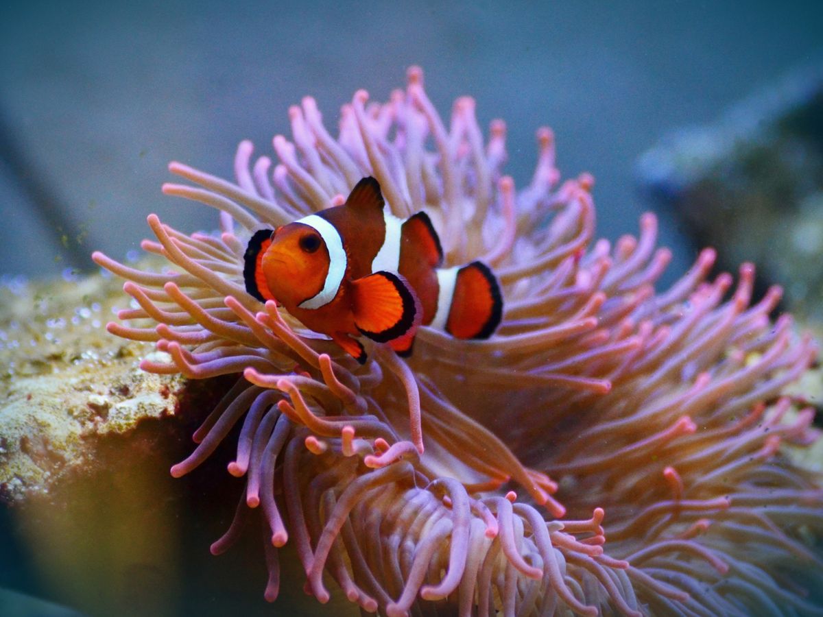 Clown fish and Anemone in Mote Marin Aquarium, Sarasota, FL