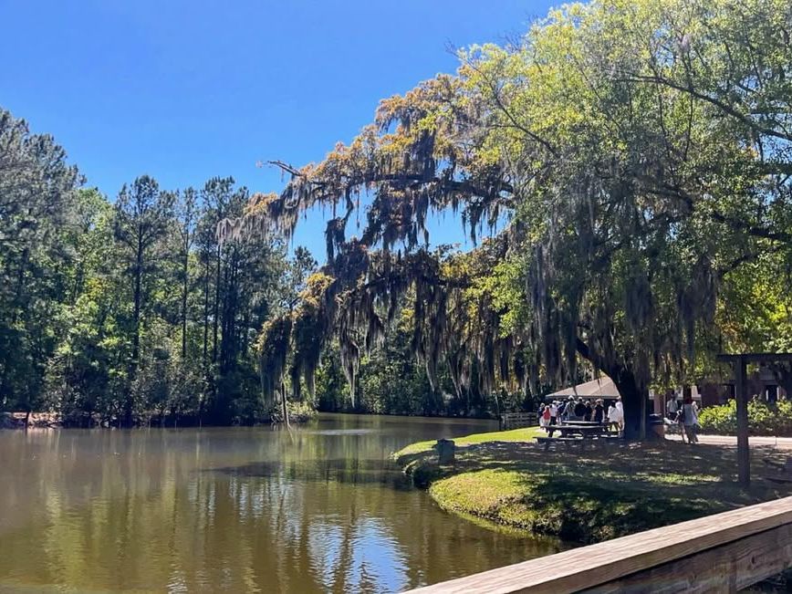 Spanish moss hangs from large oak trees over a peaceful lake, with visitors enjoying the shade on the grassy banks at James Island County Park. A quiet escape into Lowcountry nature.