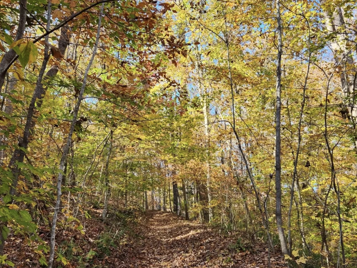 A leaf-covered trail winds through a vibrant forest filled with golden autumn foliage under a clear blue sky.