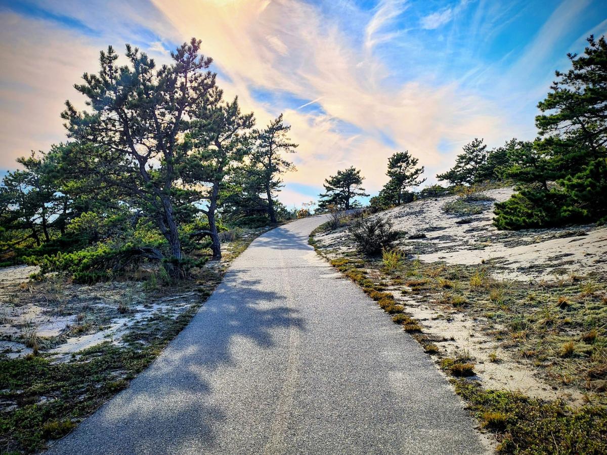 A paved bike trail winds through sandy dunes and coastal pine trees in Cape Cod. Trails like this are perfect for cycling while enjoying peaceful views of nature. Many visitors explore Cape Cod by bike along scenic paths like this one.