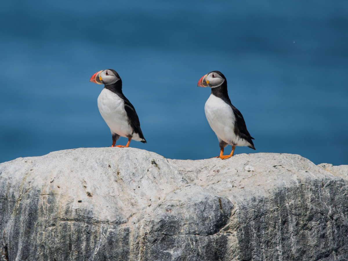 Puffins on a Rock in Coastal Maine