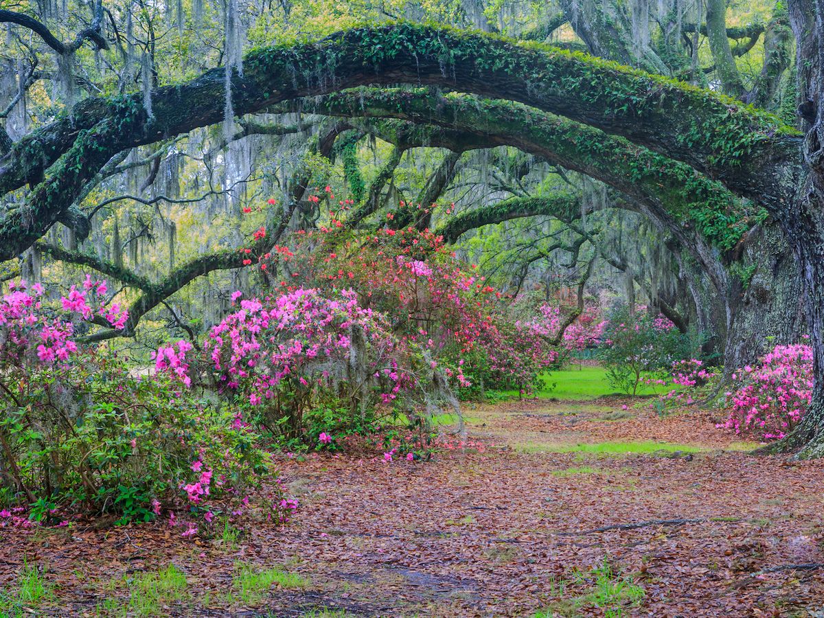 View of Tree Arches and Azaleas in Charleston Garden