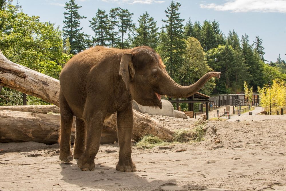 An elephant stands in a sandy outdoor habitat at the Oregon Zoo, raising its trunk as if greeting visitors. Fallen logs and tall trees create a natural, open space around the animal. It’s a warm and friendly moment that shows the zoo’s care for wildlife.