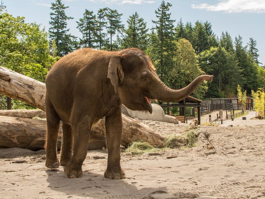 An elephant stands in a sandy outdoor habitat at the Oregon Zoo, raising its trunk as if greeting visitors. Fallen logs and tall trees create a natural, open space around the animal. It’s a warm and friendly moment that shows the zoo’s care for wildlife.