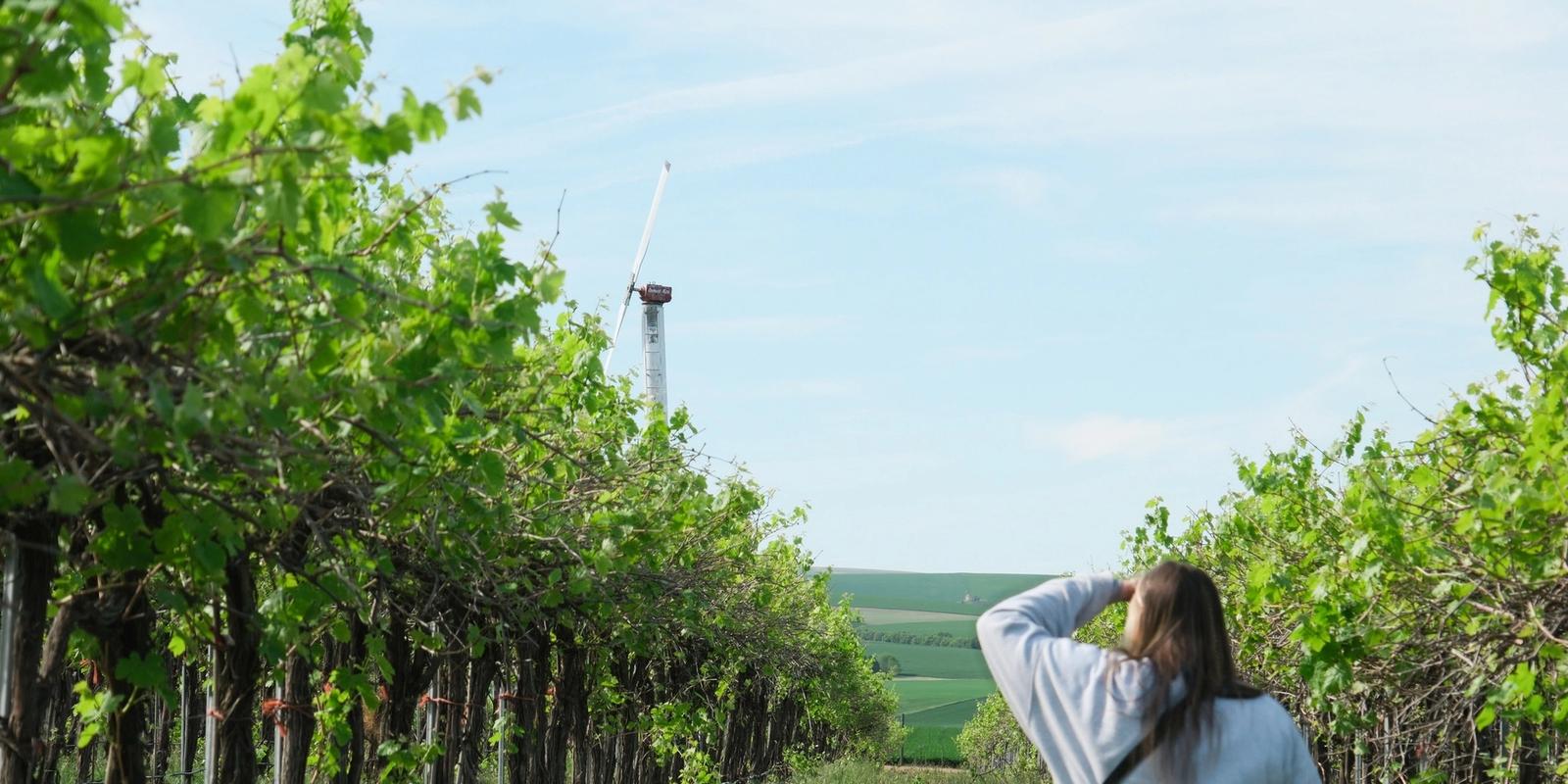 A Taste of America: Top Rated Wineries Across the U.S.