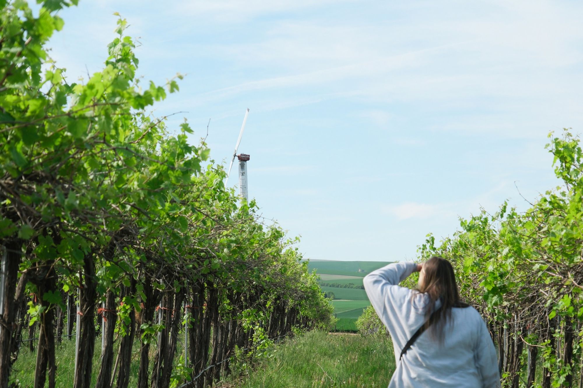 A Taste of America: Top Rated Wineries Across the U.S.