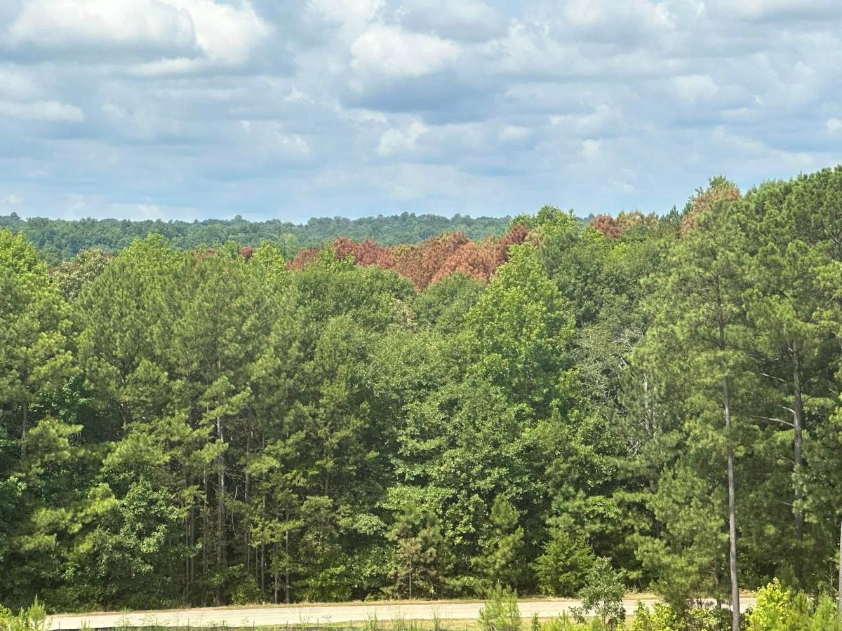 A vast forest landscape with patches of changing leaves showing hints of fall color. The Clemson Experimental Forest offers peaceful nature walks any time of year.