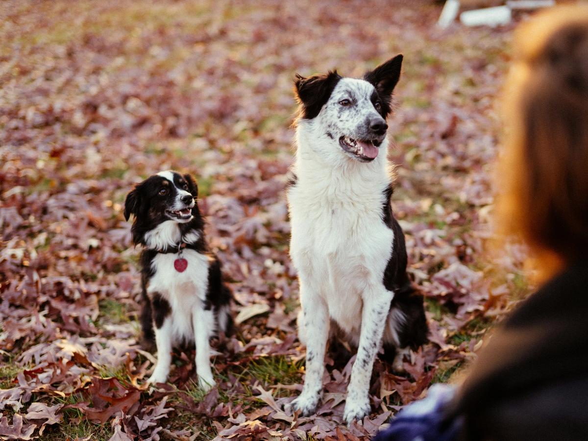 two black and white dogs side by side with leaves on the ground