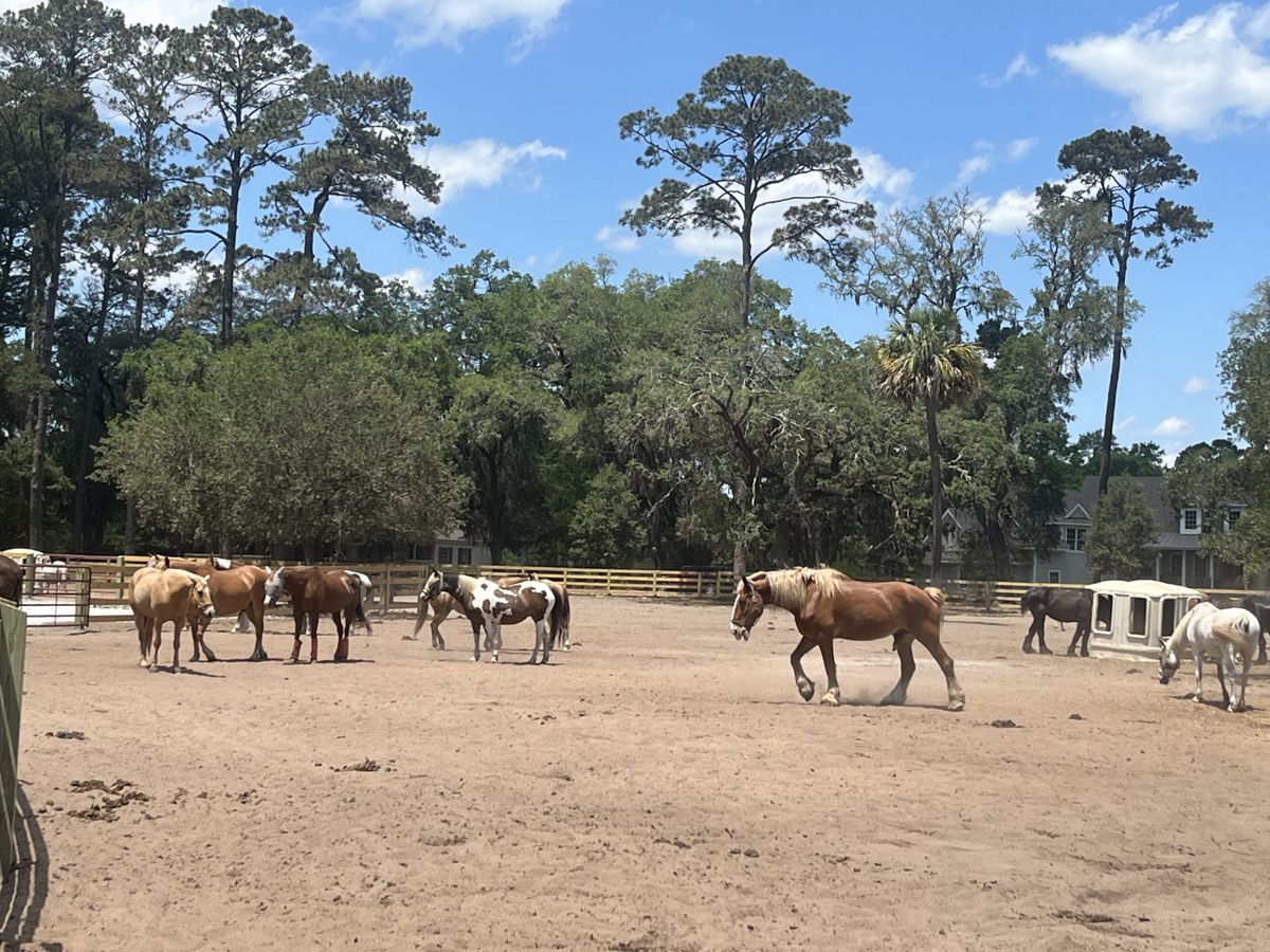 Horses graze peacefully at Lawton Stables on Hilton Head Island. Visitors can enjoy trail rides beneath moss-draped oaks or meet friendly farm animals in this beautiful Lowcountry setting.
