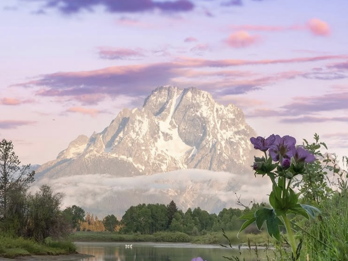 Snow-capped mountain peak glows at sunrise behind a calm river and blooming purple wildflowers under a pastel pink and purple sky.
