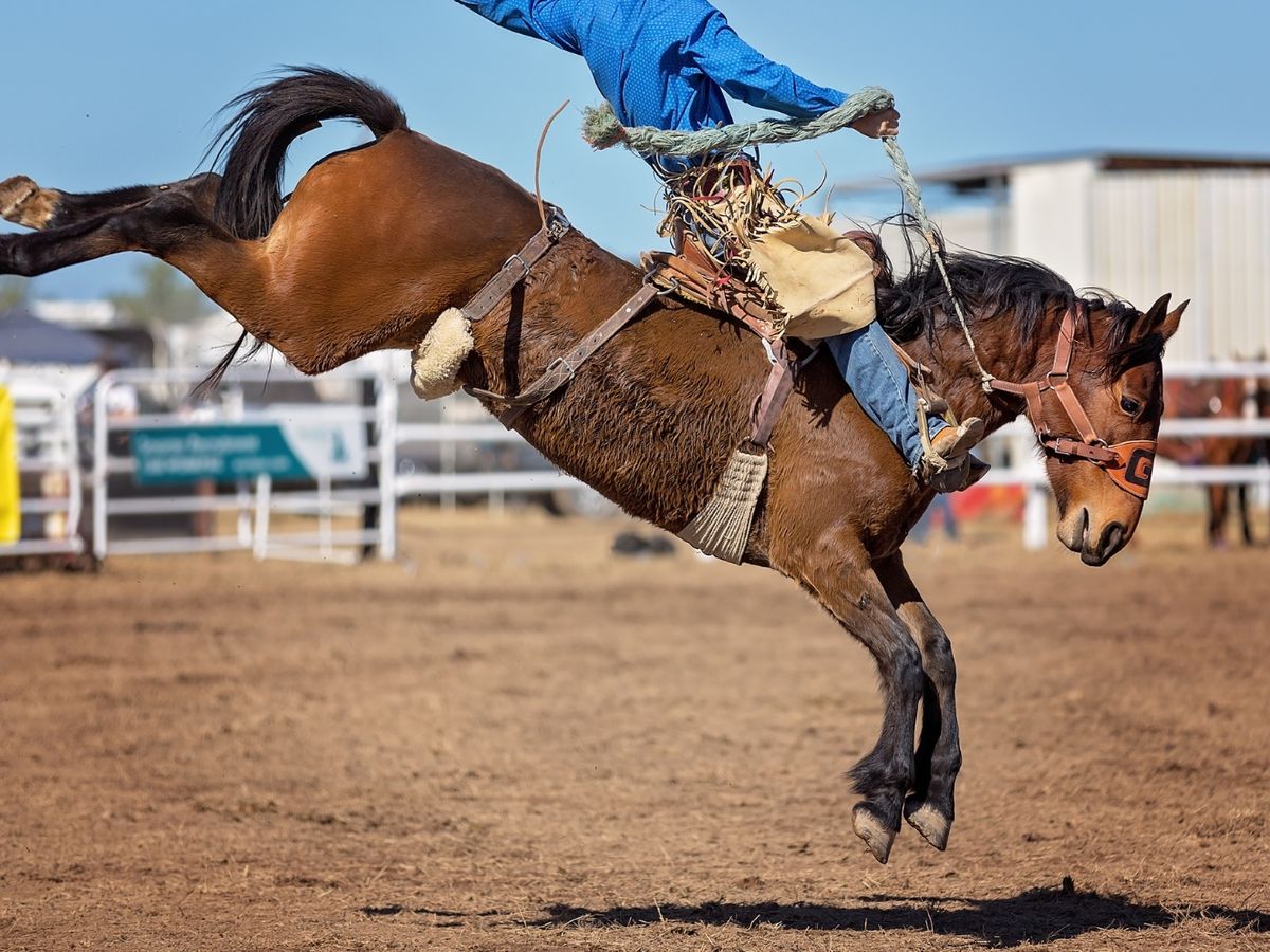 Person Riding Bucking Bronco in West Yellowstone Rodeo