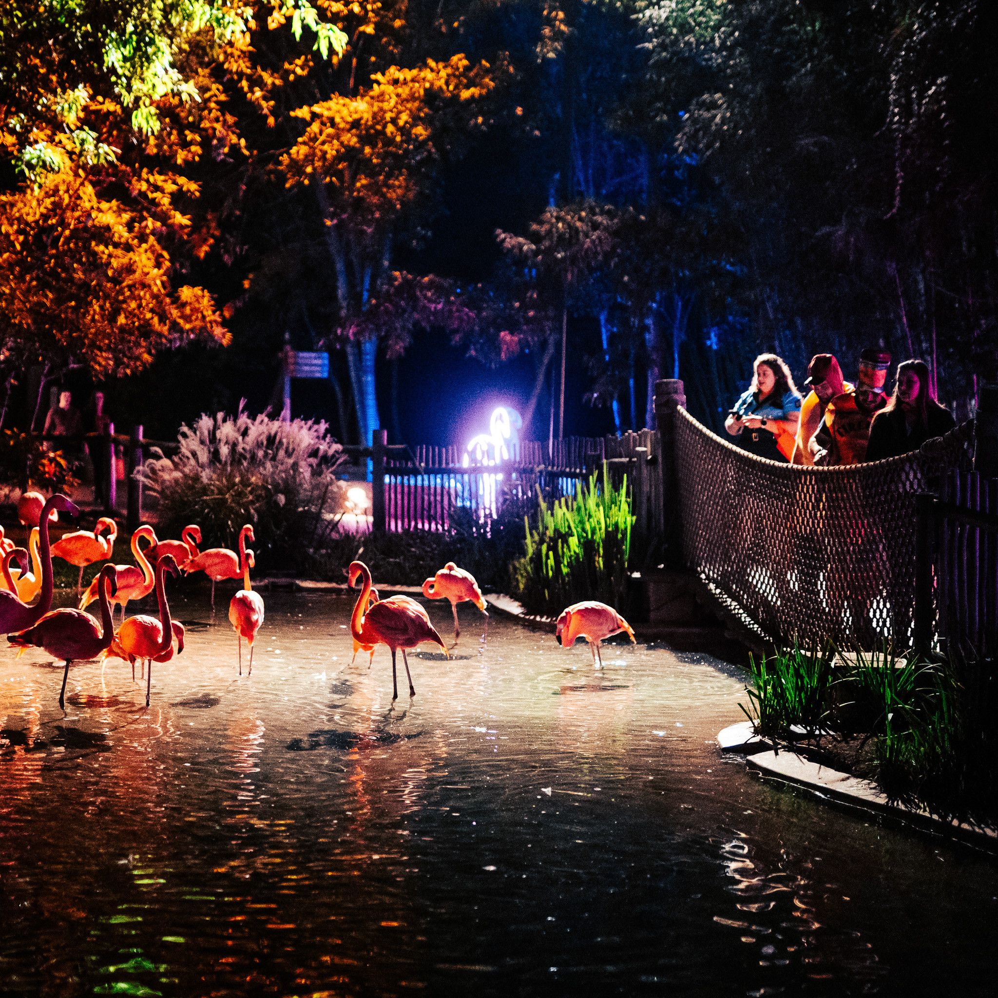 Bright lights glow over a group of flamingos walking through a shallow pond during the Zoolumination Festival of Lights. People stand along the fence watching the birds while colorful lights reflect on the water. The whole scene feels magical, warm, and full of nighttime excitement.