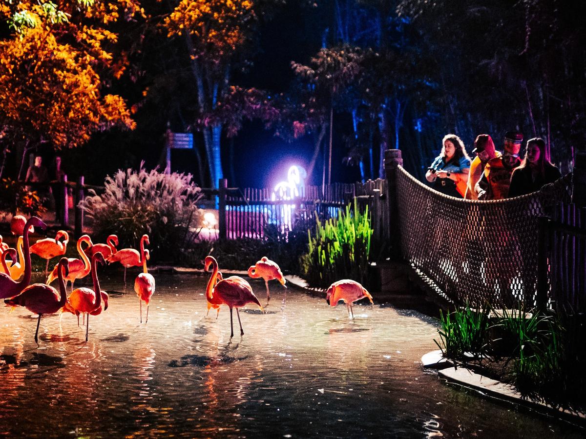 Bright lights glow over a group of flamingos walking through a shallow pond during the Zoolumination Festival of Lights. People stand along the fence watching the birds while colorful lights reflect on the water. The whole scene feels magical, warm, and full of nighttime excitement.
