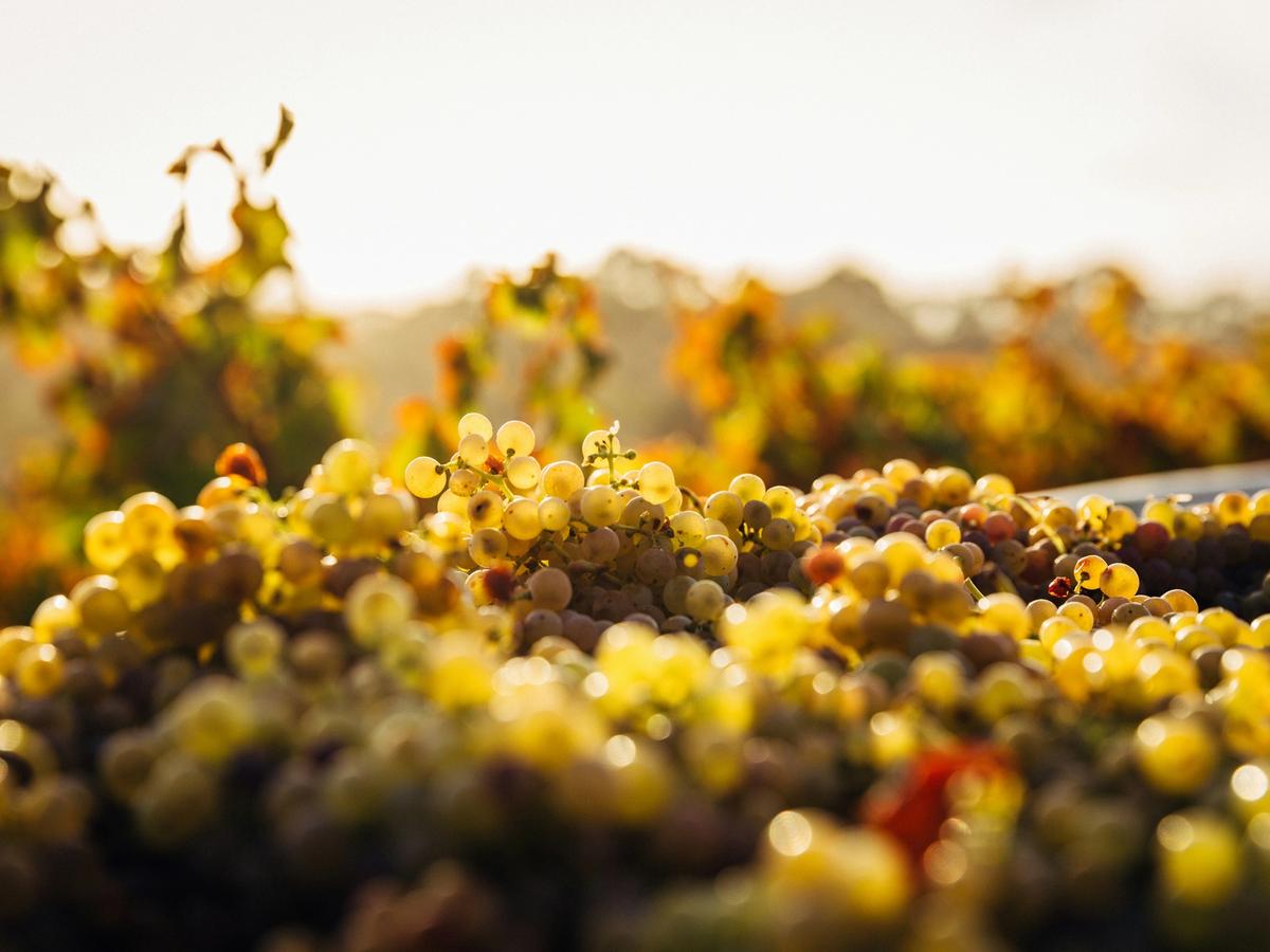 Grapes with sunset shining its light upon them at winery