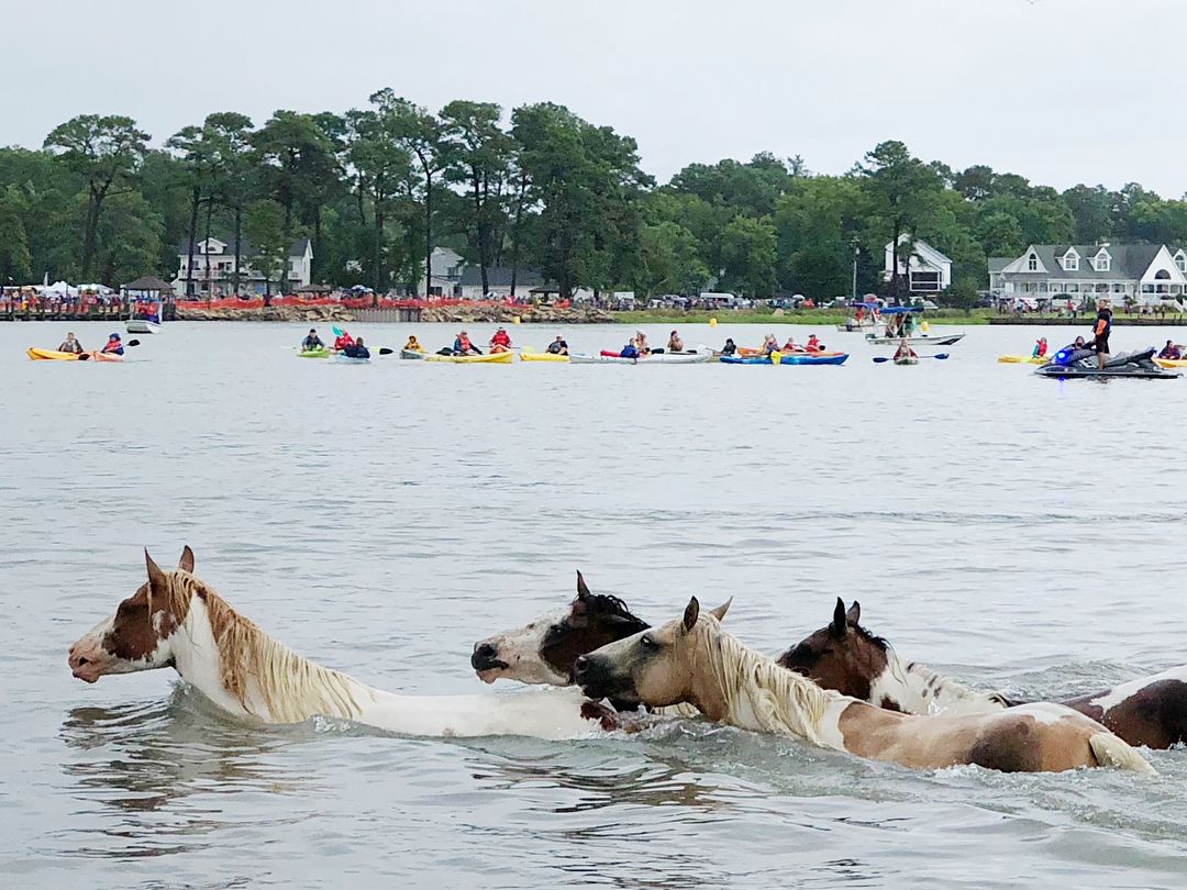 Wild ponies swim across the channel in Chincoteague, Virginia, during the famous Pony Swim event. Crowds in kayaks and onshore gather to watch this unique Eastern Shore tradition.