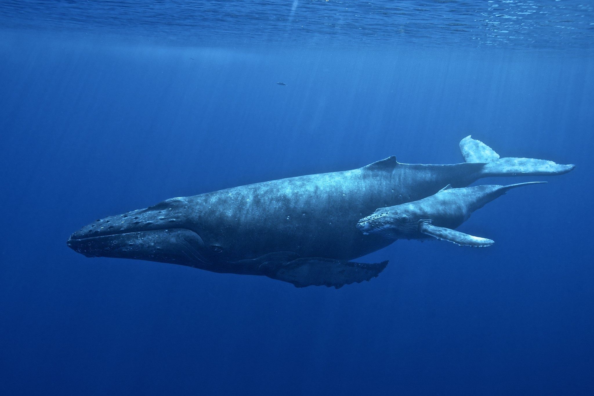 A humpback whale and calf glide through deep blue ocean waters off the coast of Cape Cod. Whale watching here is famous for close encounters with these gentle giants. The region’s marine sanctuary protects many species that migrate through these waters.