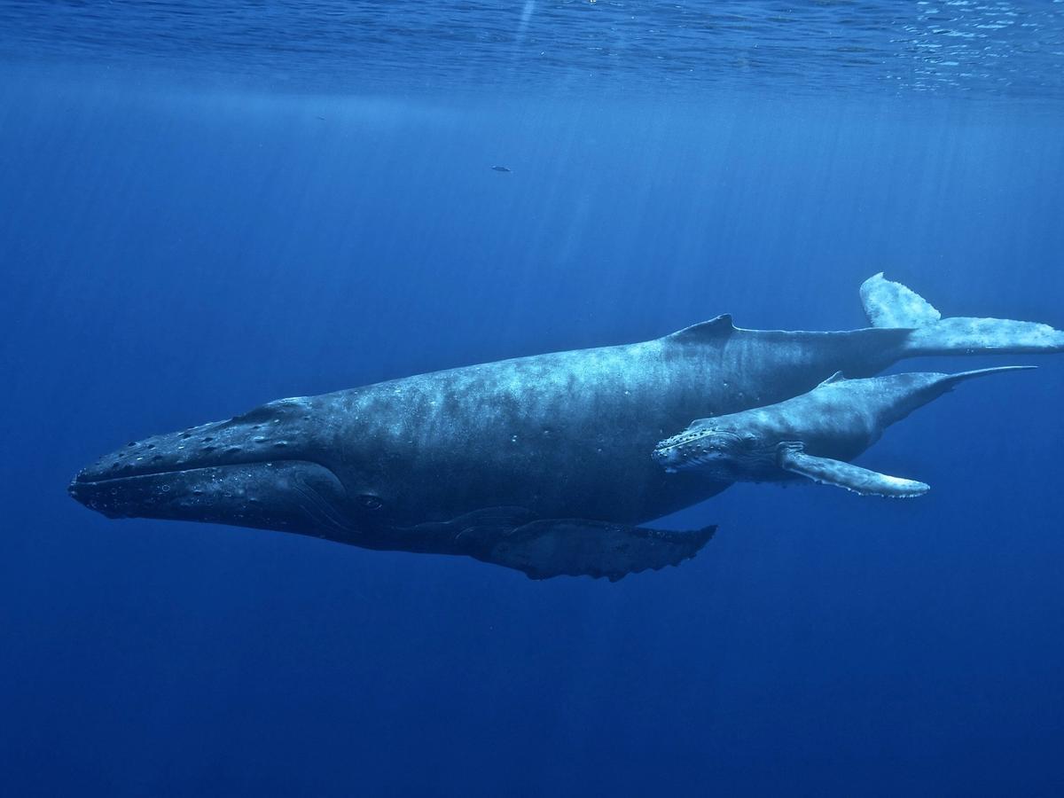 A humpback whale and calf glide through deep blue ocean waters off the coast of Cape Cod. Whale watching here is famous for close encounters with these gentle giants. The region’s marine sanctuary protects many species that migrate through these waters.