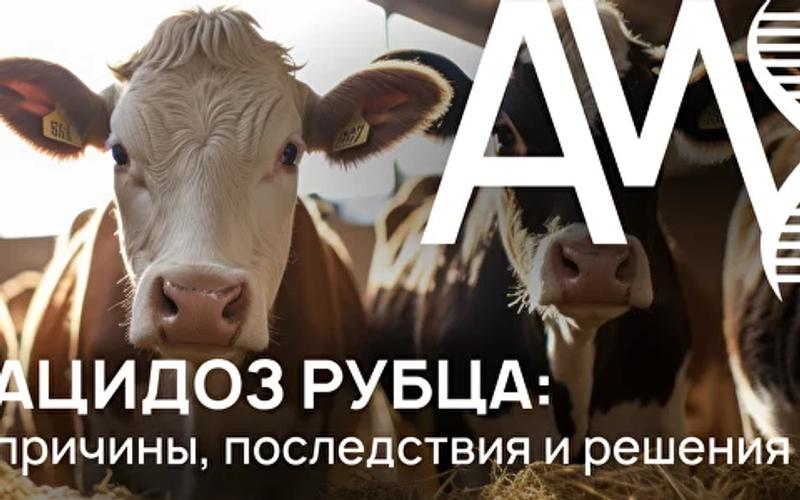 Ацидоз рубца: причины, последствия и решения