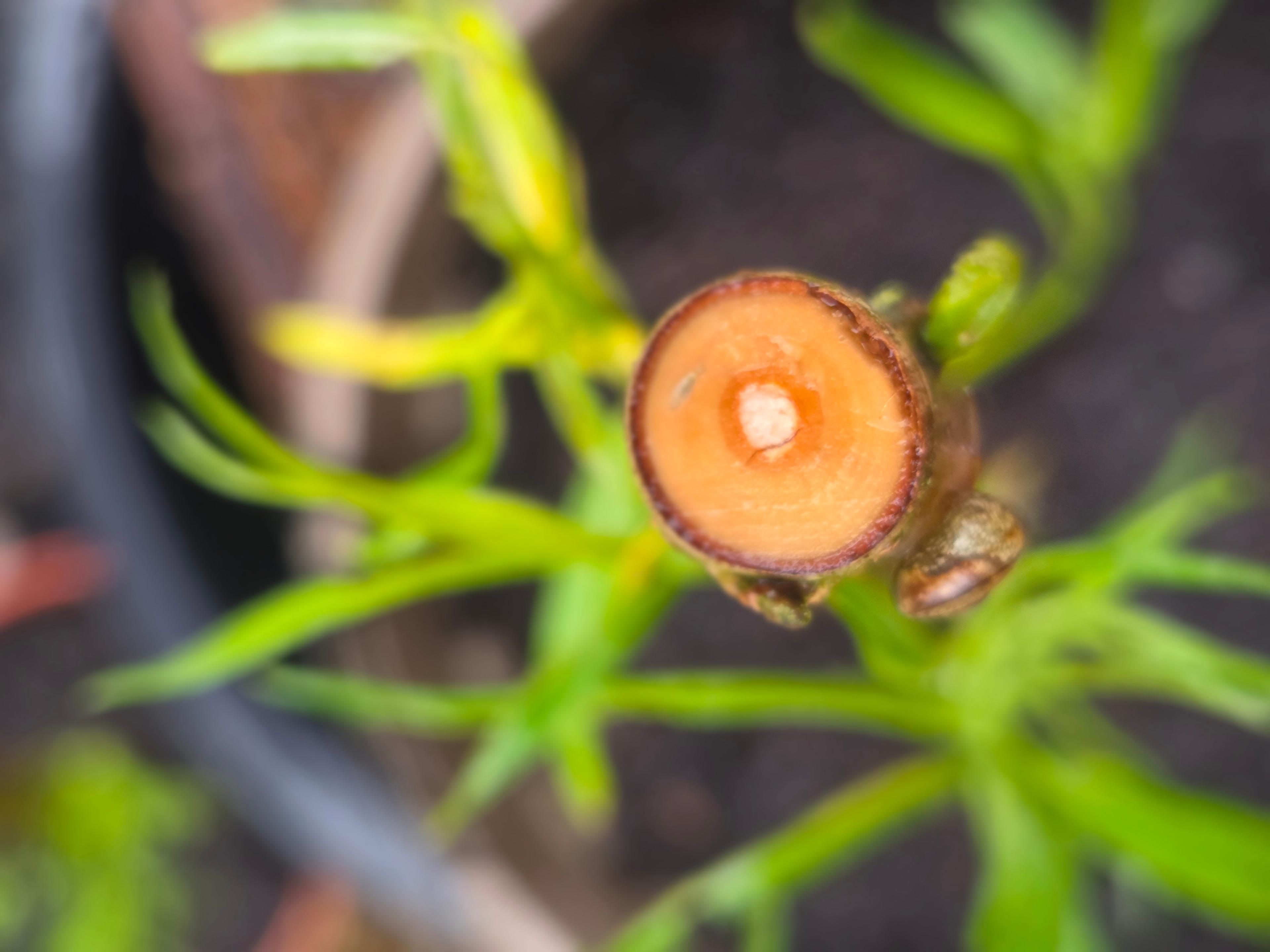 A tiny snail travels down a willow sapling