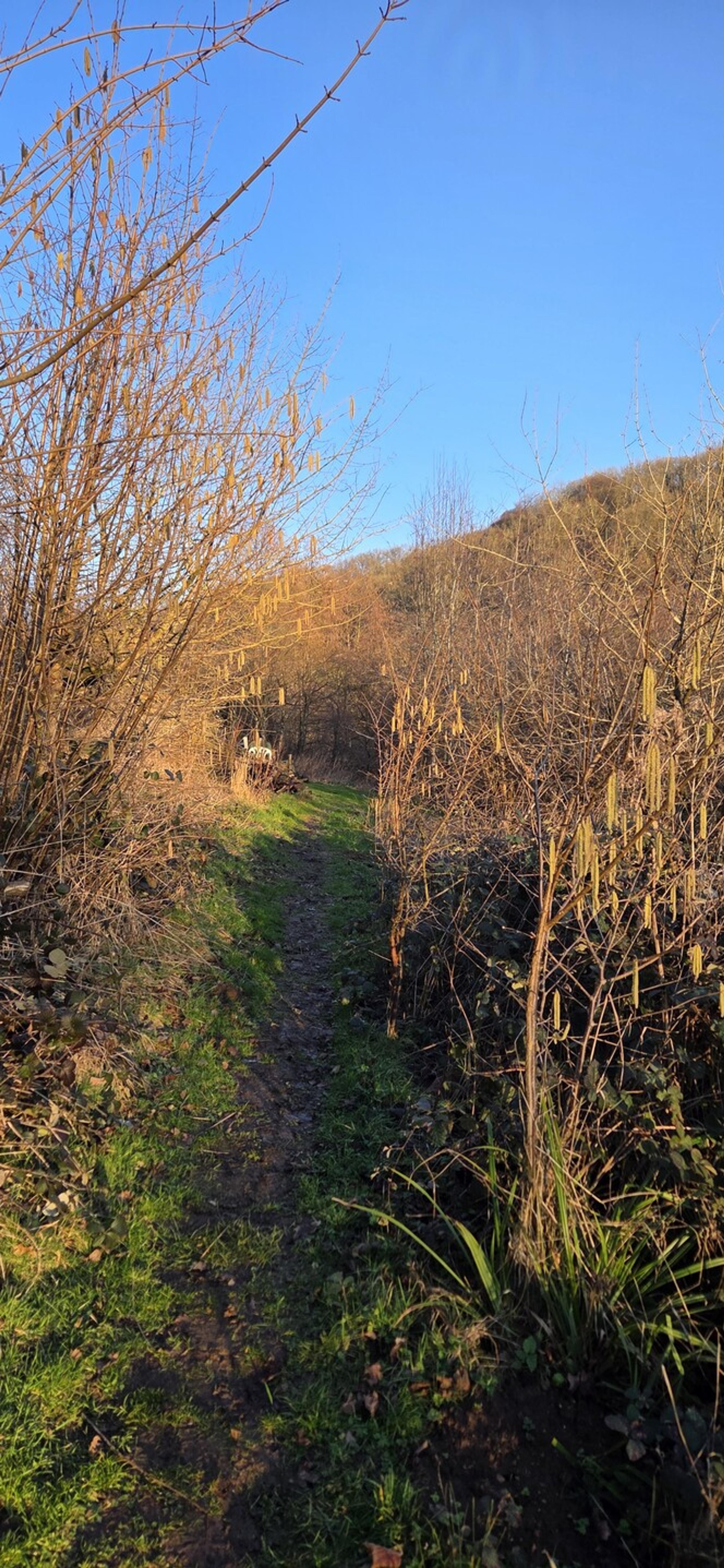 Approaching 100 Acer between the hazel