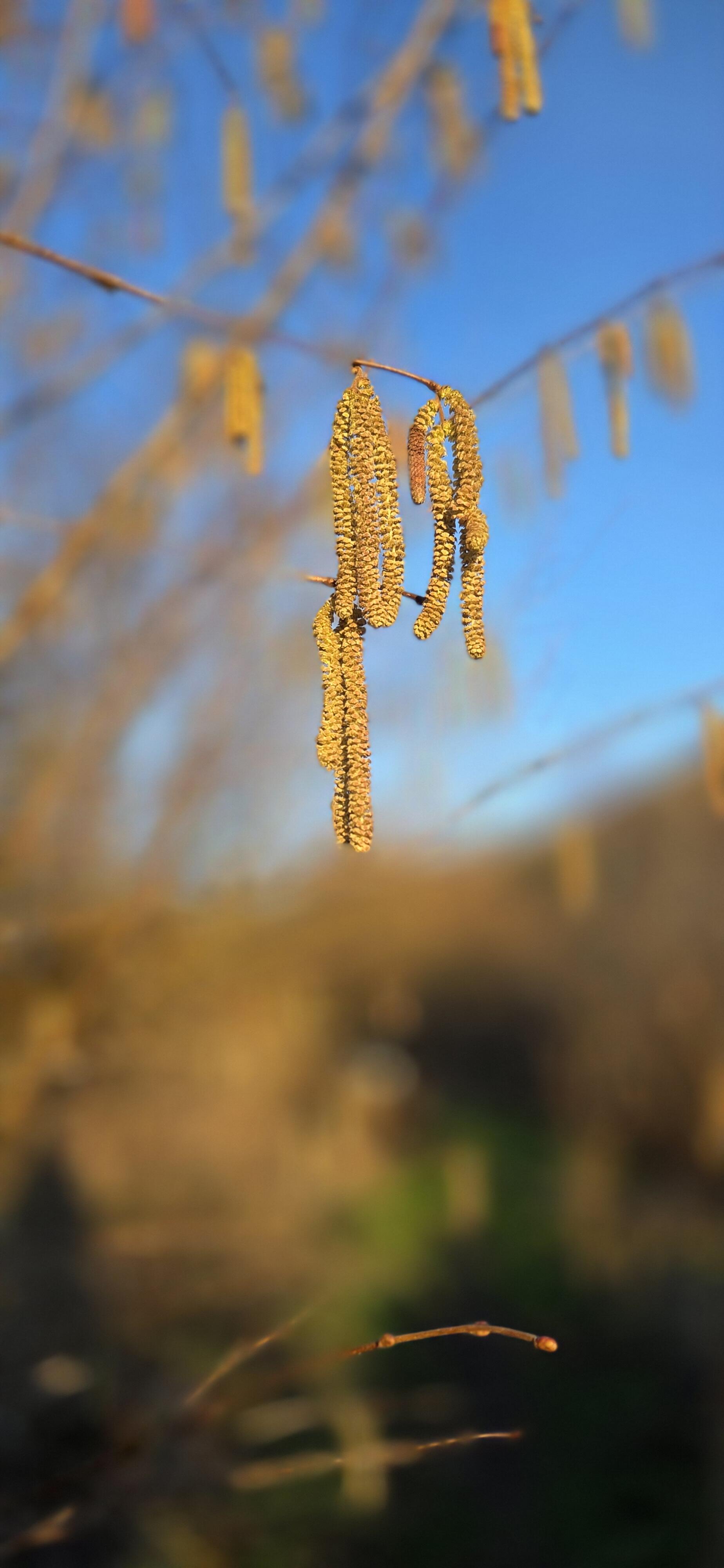 Hazel catkins signalling the change of season