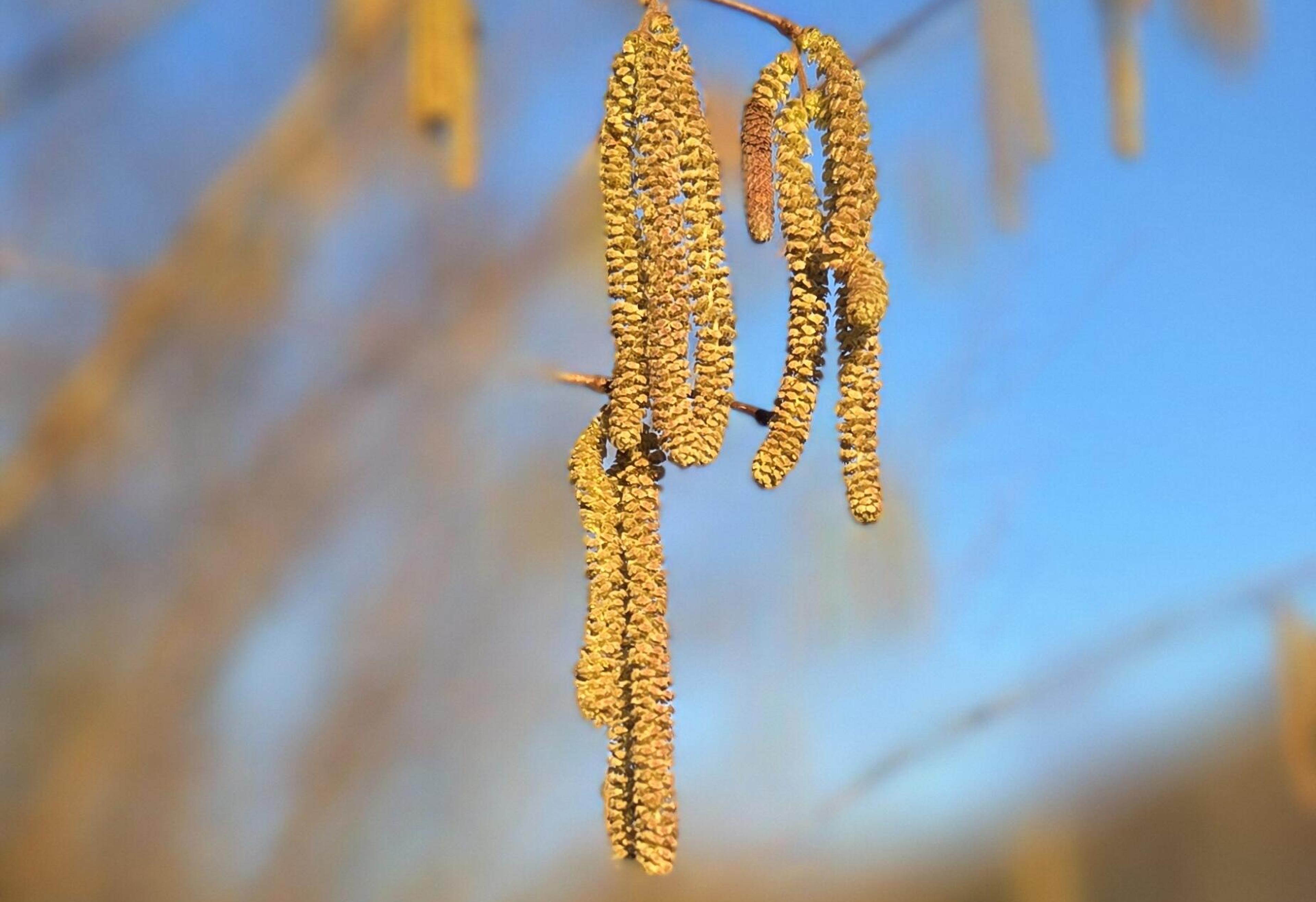 Hazel catkins signalling the change of season