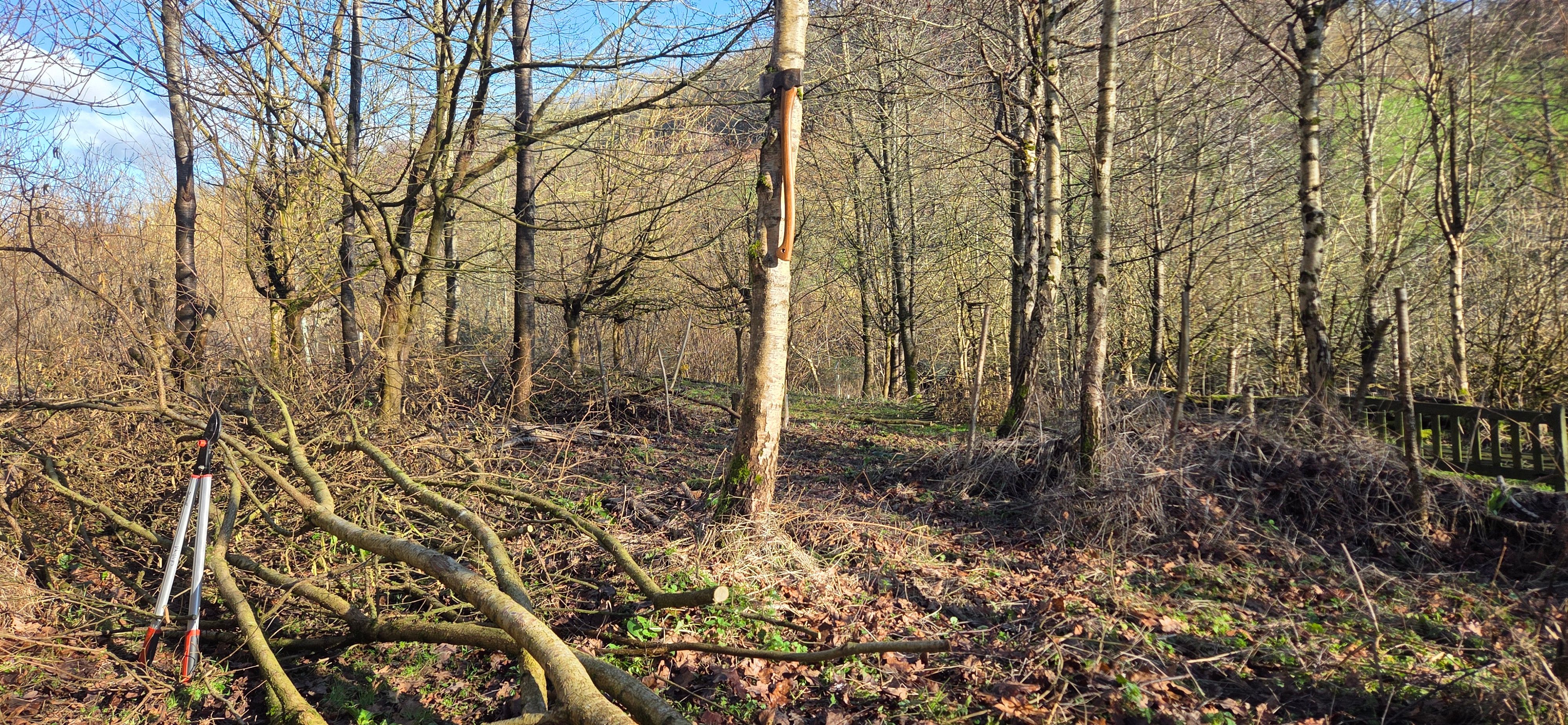 A spring scene at 100 Acer Conservation Project